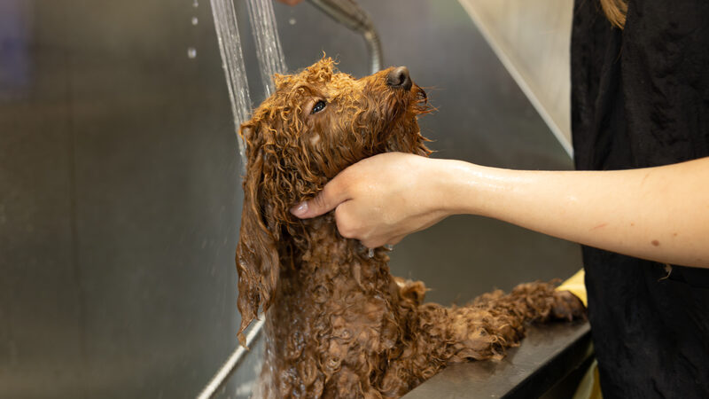 Bexley Paw Parlour - Case Study